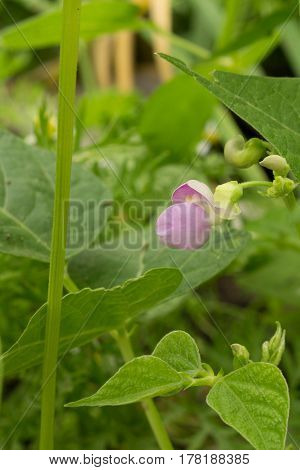 Lavender pencil pod wax bean bloom growing in a raised bed garden.