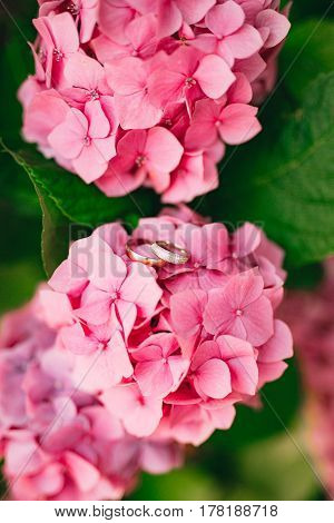 Wedding rings on the hydrangeas. Wedding jewelry
