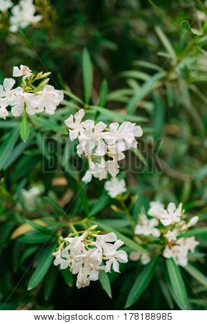 Branch with leaves of white oleander flowers. Flowers and plants in Montenegro.
