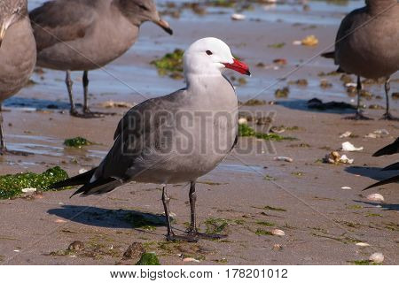 A Heermann's Gull, Larus heermanni on a beach on the Sea of Cortez in Mexico during winter