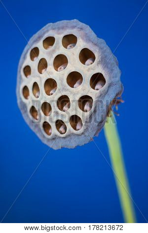 Dry Seed Lotus Flower On Blue Background stock photo