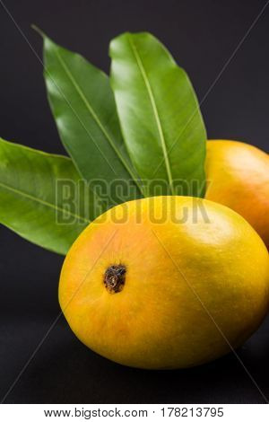 King of fruits; Alphonso yellow Mango fruit duo with stems and green leaf isolated over colourful background, a product of Konkan from Maharashtra - India