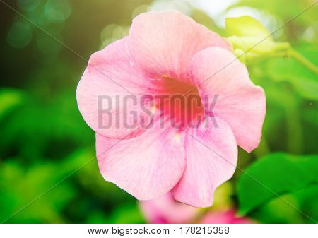 purple allamanda,Allamanda cathartica , golden trumpet, common trumpetvine