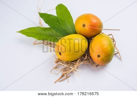 King of fruits; Alphonso yellow Mango fruit duo with stems and green leaf isolated over colourful background, a product of Konkan from Maharashtra - India
