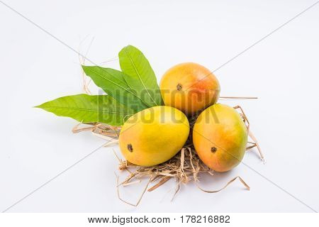 King of fruits; Alphonso yellow Mango fruit duo with stems and green leaf isolated over colourful background, a product of Konkan from Maharashtra - India