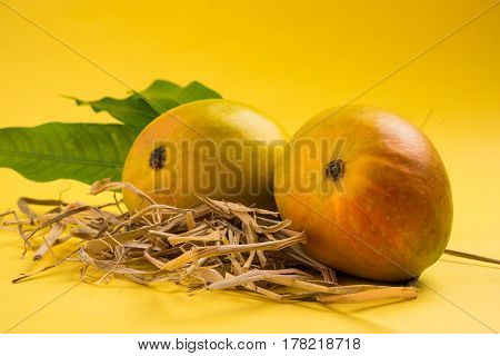 King of fruits; Alphonso yellow Mango fruit duo with stems and green leaf isolated over colourful background, a product of Konkan from Maharashtra - India