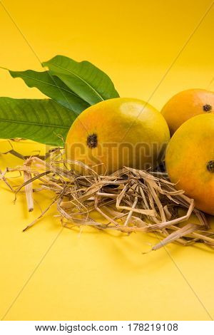King of fruits; Alphonso yellow Mango fruit duo with stems and green leaf isolated over colourful background, a product of Konkan from Maharashtra - India