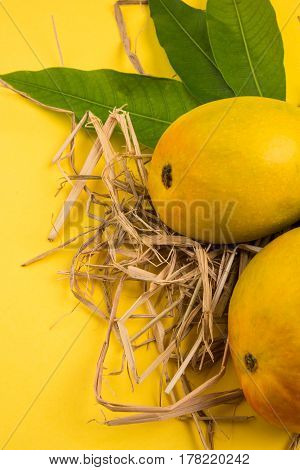 King of fruits; Alphonso yellow Mango fruit duo with stems and green leaf isolated over colourful background, a product of Konkan from Maharashtra - India