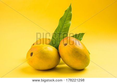 King of fruits; Alphonso yellow Mango fruit duo with stems and green leaf isolated over colourful background, a product of Konkan from Maharashtra - India