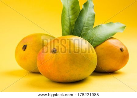 King of fruits; Alphonso yellow Mango fruit duo with stems and green leaf isolated over colourful background, a product of Konkan from Maharashtra - India