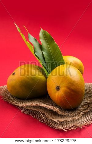 King of fruits; Alphonso yellow Mango fruit duo with stems and green leaf isolated over colourful background, a product of Konkan from Maharashtra - India