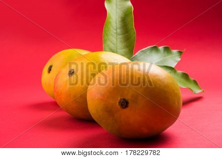 King of fruits; Alphonso yellow Mango fruit duo with stems and green leaf isolated over colourful background, a product of Konkan from Maharashtra - India