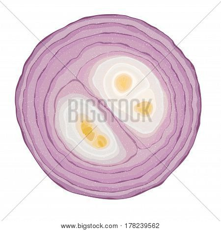 Sliced red onion ring on white background vector illustration