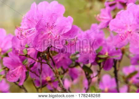 Beautiful delicate floral background with magenta flowers Ledebur rhododendron with drops of water after rain