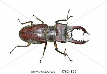 Roháč (lucanus Maculifemoratus)