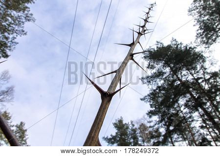 Spikes tree. Branch with thorns. Abstraction of thorns.