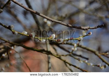 Spring came and the buds a verba  blossomed