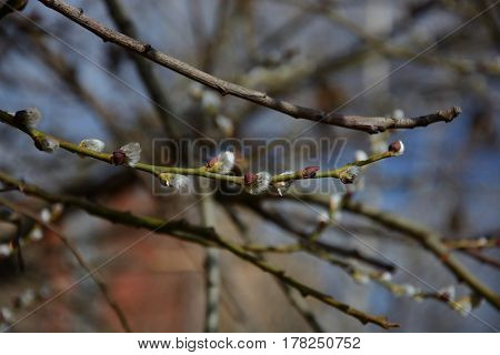 Spring came and the buds a verba  blossomed