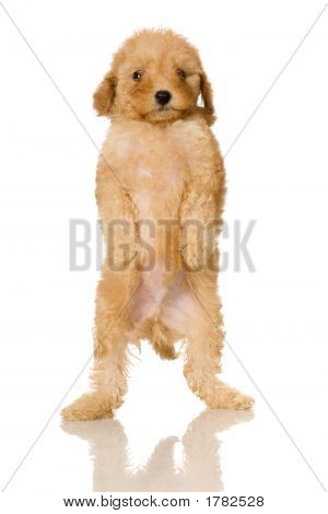 Apricot Poodle Puppy
