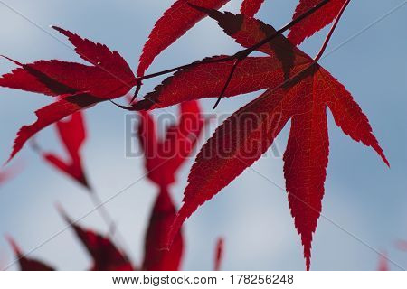 Rote Blätter eines Ahornbaumes vor blauem Himmel
