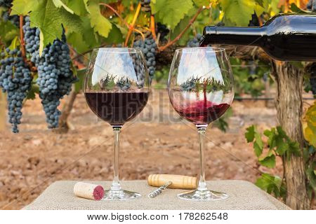 Photo of red wine poured into glasses from bottle on blurred background of a vineyard right before harvest, with hanging branches of grapes. With cork and vintage corkscrew