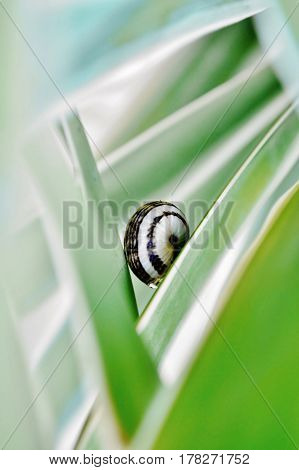 Macro image of snail on yuca palm leaf