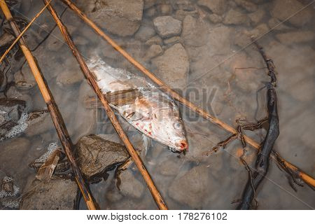 Dead fish on the river polluted water. Pollution environmental problem.