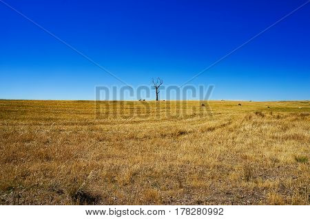 Rural Landscape With Dry Grass And Silhouette Of Dead Tree