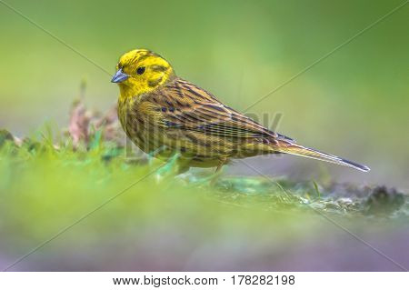 Yellowhammer Foraging In Backyard