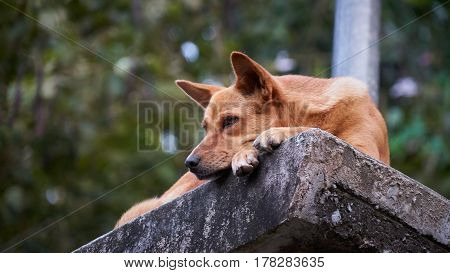 Tired dog on the stone Koh Phuket Thailand