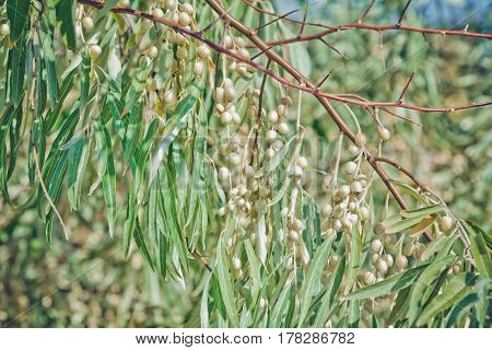 Bunches of ripe berries, bitten by birds, on oleaster (elaeangus angustifolia) tree branch.