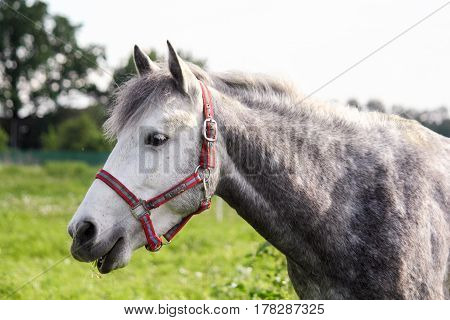 Portrait Of Gray Pony In The Pasture