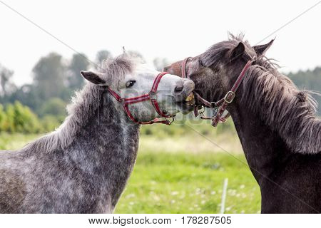 Two Cute Ponys Playfully Fighting Each Other