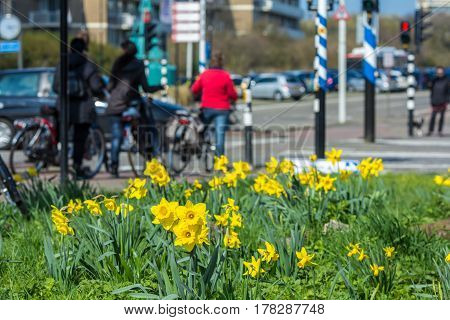 The Hague the Netherlands - March 24 2017: daffodils growing by a busy road crossing