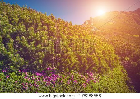 Carpathian Rododendron Valley