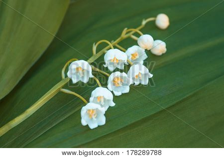 Flower lily of the valley growing in forest in spring closeup natural background