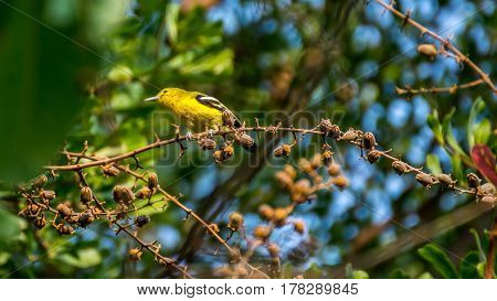Bird (common Iora) On A Tree
