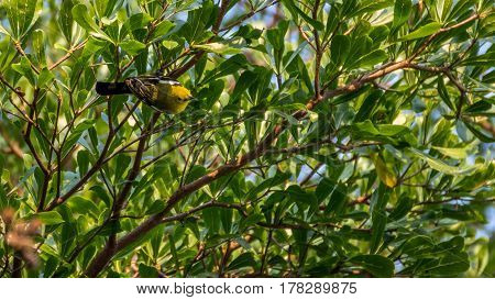 Bird (common Iora) On A Tree