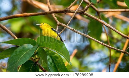 Bird (common Iora) On A Tree