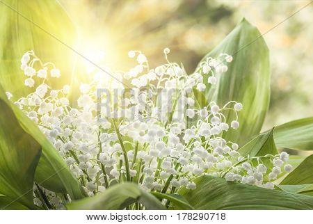Flower lily of the valley growing in forest in spring closeup natural background