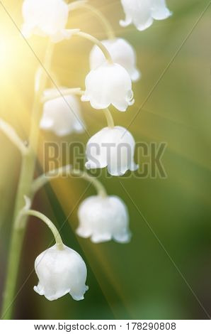 Flower lily of the valley growing in forest in spring closeup natural background