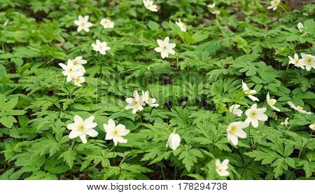 Background of primroses. First spring white flowers in the forest, background