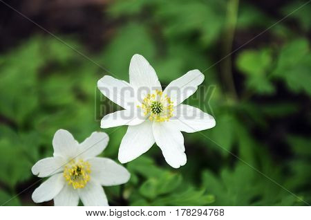First spring white flowers in the forest, background