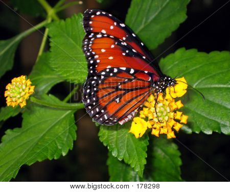 Papillon monarque Feeds de fleur