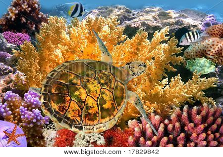 Podvodní krajiny s několika Butterflyfishes a želva