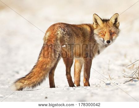 red fox snow walk look branches winter predator
