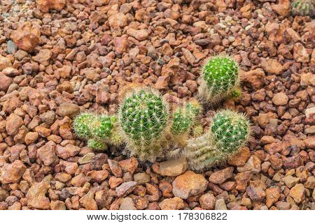 Closeup To Baby Echinopsis Calochlora Cactus, Succulent And Arid Plant