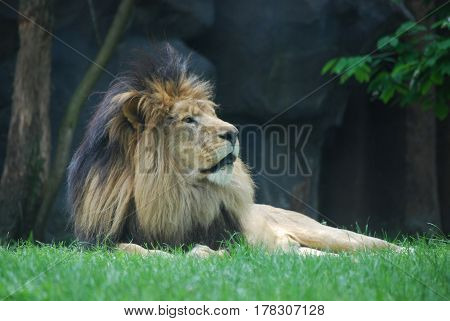 Thick black fur mane on the head of a relaxing lion.