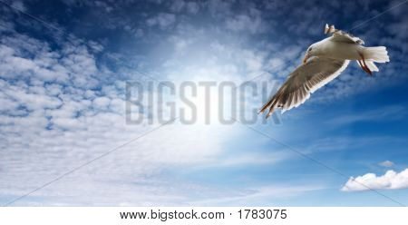 Ciel bleu et Flaying Seagull