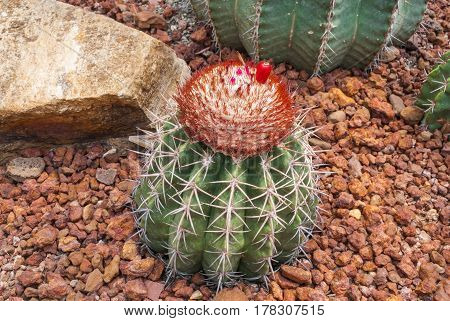 Closeup To Round Shaped Of Melocactus Bahiensis Cactus/ Cactaceae, Succulent And Arid Plant